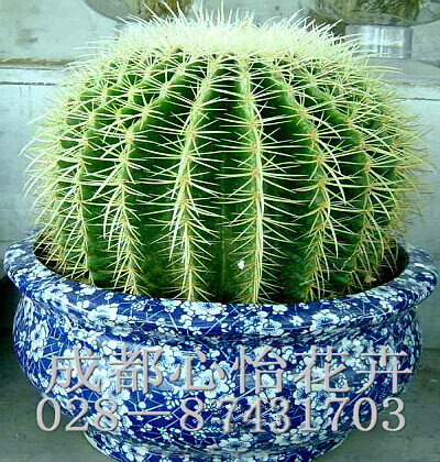 成都盆栽花卉出租品種