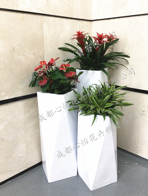 定制玻缸植物租賃組盆