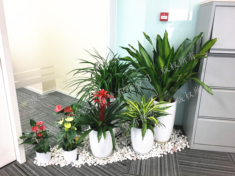 花卉綠植租擺組景